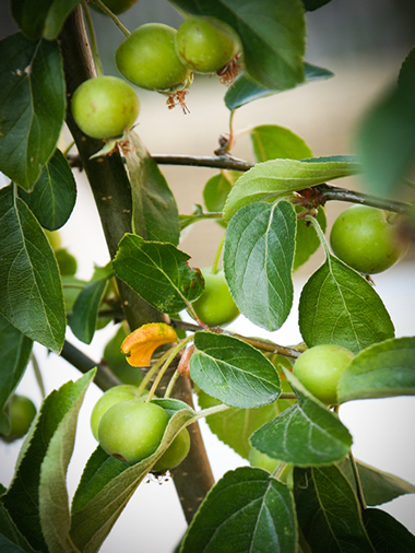 Crabapples at the Parisi Hotel York