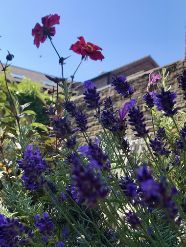 Flowers in the garden at The Parisi Townhouse