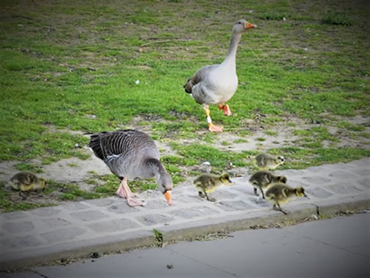 Geese of York