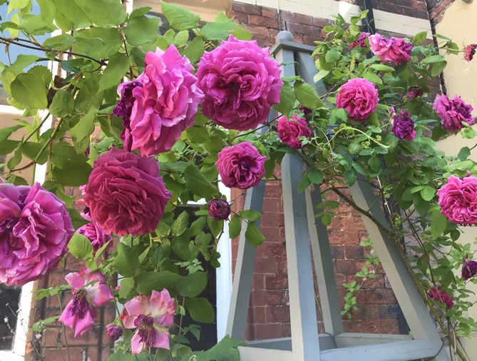 Roses in the garden at The Parisi Townhouse self-catering holiday let
